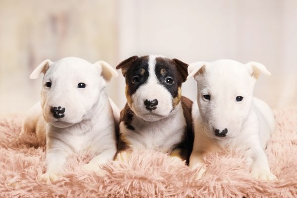 Miniature Bull Terrier puppies of different colors lying on a fur rug
