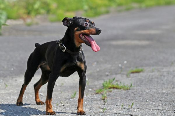 Miniature Pinscher standing outdoors with tongue out