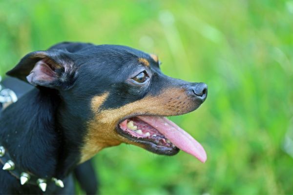Miniature Pinscher close up with tongue out