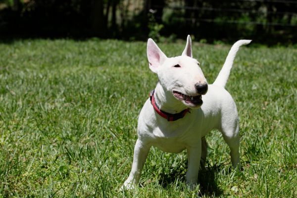 Miniature bull terrier playing on the grass in park