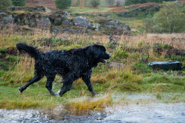Newfoundland Dog in nature