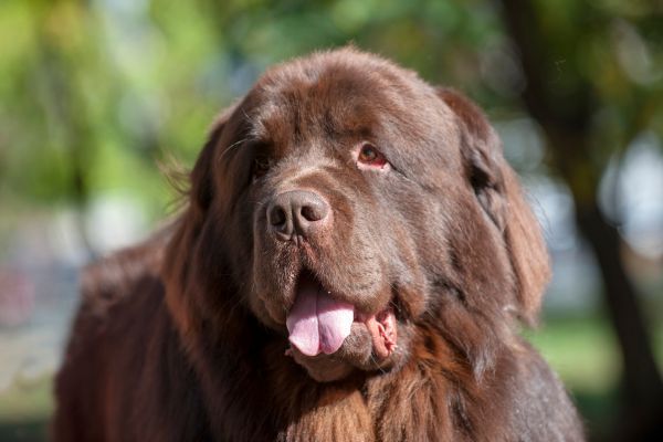 Brown Newfoundland dog close up