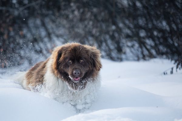 Newfoundland dog in the snow