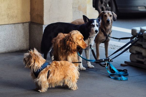 Norwich Terrier, Irish Setter, Siberian Husky and Labrador Retriever on leads waiting for a walk