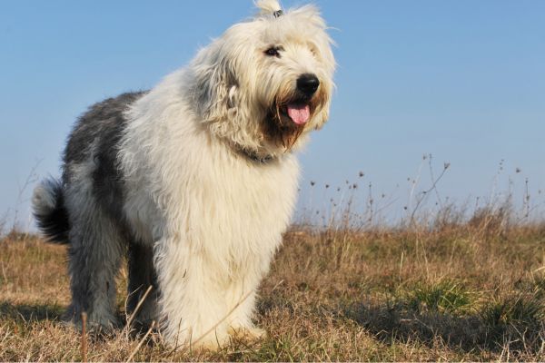 Old English Sheepdog standing outdoors