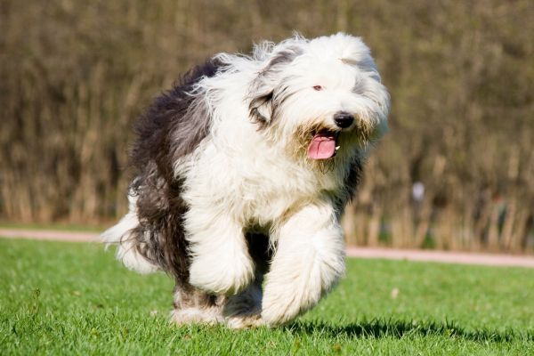 Old English Sheepdog running on the green grass
