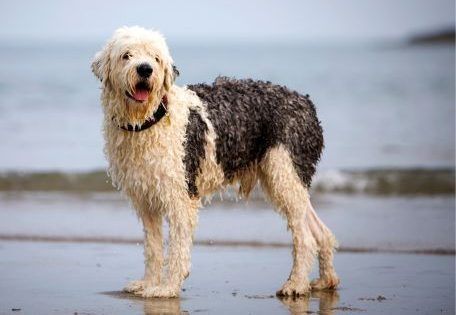 Old English Sheepdog standing on the beach
