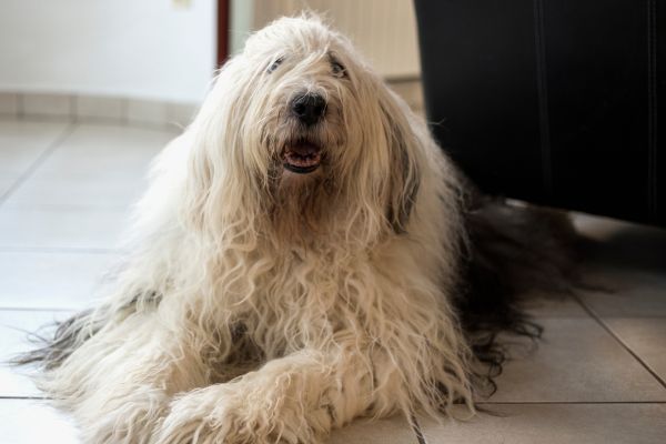 Old English Sheepdog lying on the floor