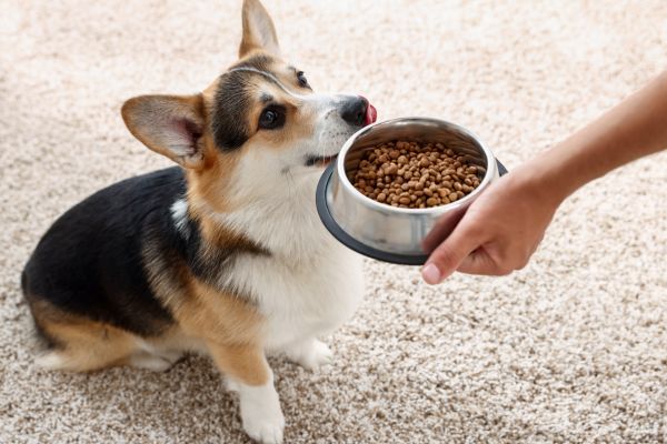 Owner Giving Dog Food in Feeding Bowl to Cute Welsh Corgi