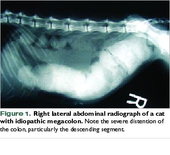 Megacolon in cats. Abdominal x-ray.