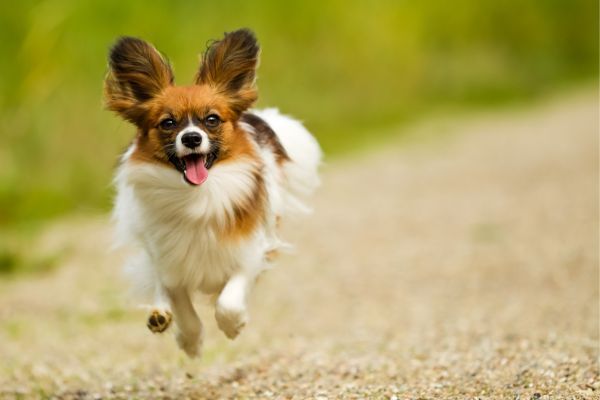 Papillon dog running on the gravel path