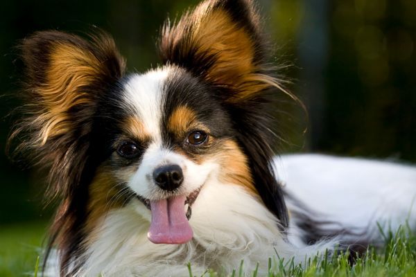 Papillon dog close up of smiling face