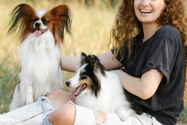 Papillon dog and Shetland sheepdog with female at the park