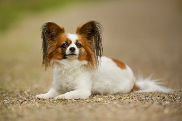 Papillon dog lying outside on the path