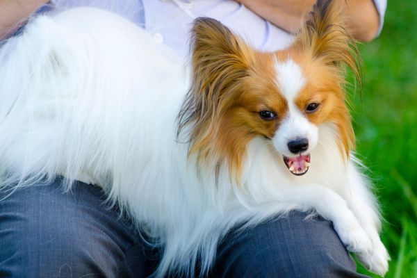 Papillon dog sits on its owner's lap
