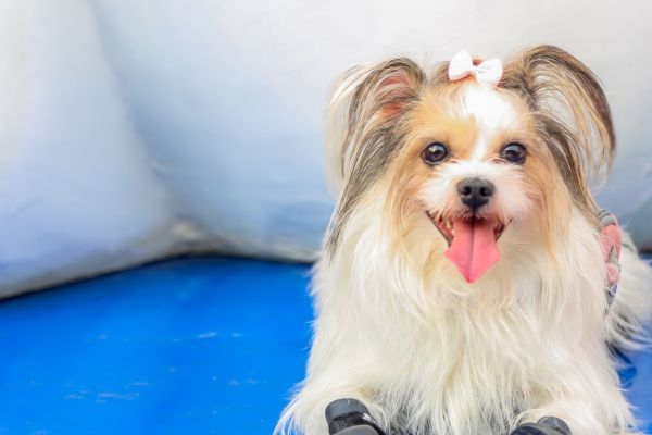 Papillon dog lies on the blue surface