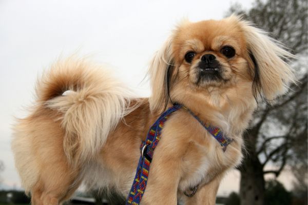 Pekingese Dog outside