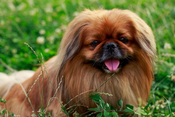 Pekingese Dog lies outdoors in the grass