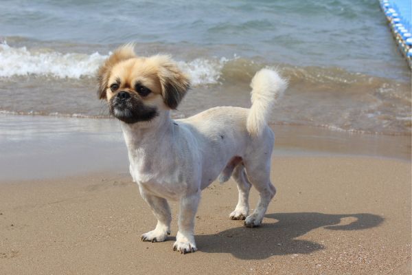 Pekingese Dog with short clip