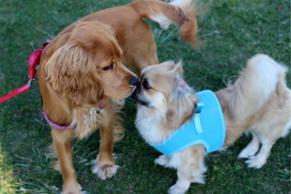 Pekingese Dog and friend