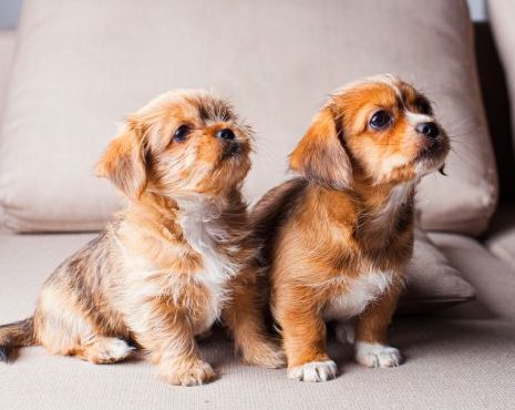 Pekingese Puppies on the Couch