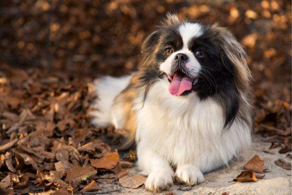 Pekingese dog lying outside