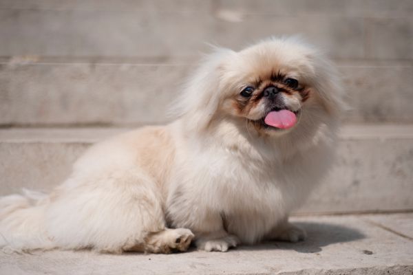 White Pekingese dog