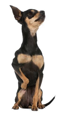 Luxating best sale patella chihuahua