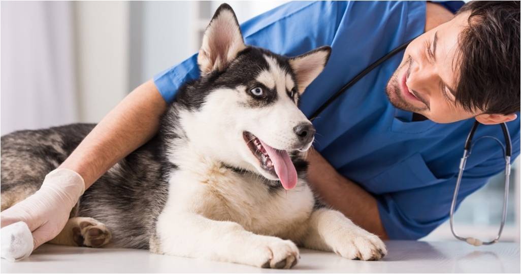 husky-dog-with-vet-health