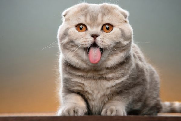 Playful Scottish Fold Cat with Tongue Out