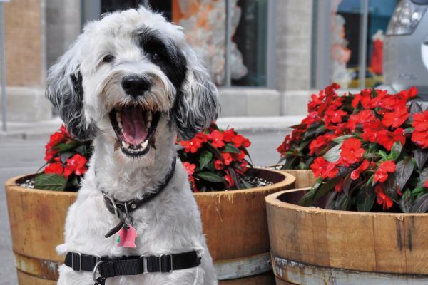 Portuguese Water Dog smiling alongside red flowers in pots