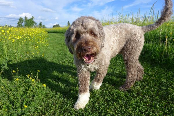 Portuguese Water Dog on the grass