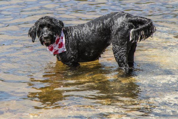 Portuguese Water Dog cooling off in the lake