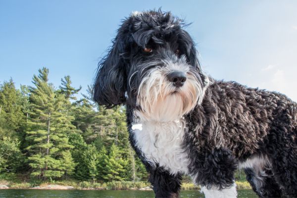 Portuguese Water Dog outdoors enjoying the summer