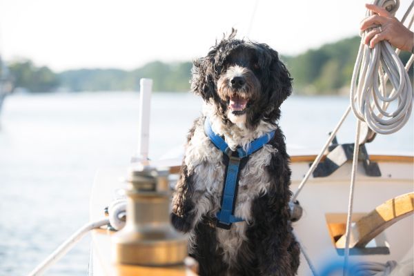 Portuguese water dog on a boat on the water