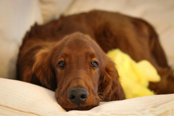 Relaxed Irish Setter Dog on Cozy Couch