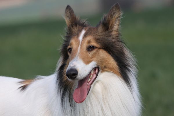 Rough collie close up of face