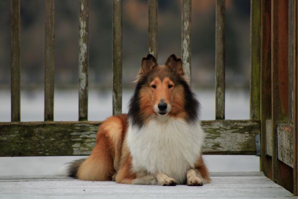 Rough Collie on Dock