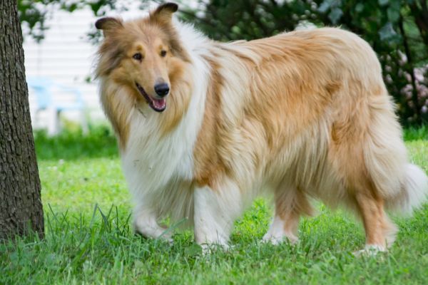 Rough collie standing outdoors