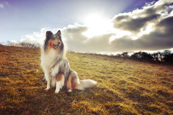 Rough collie dog on hill