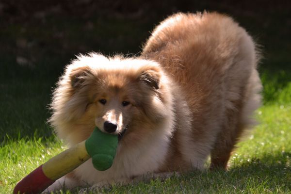 Rough collie puppy playing