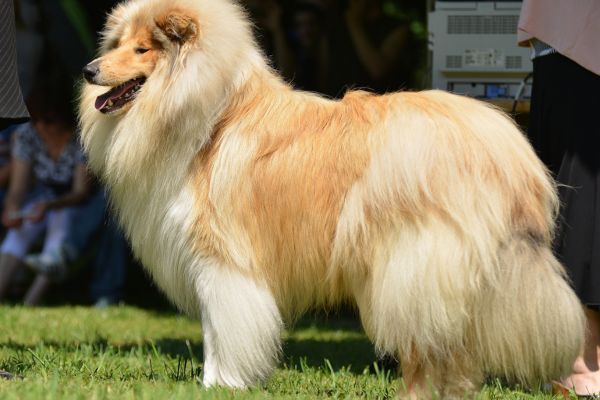 Rough collie with long thick coat