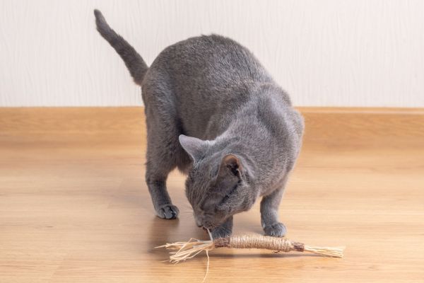 Russian Blue Cat is playing with a rope cat toy