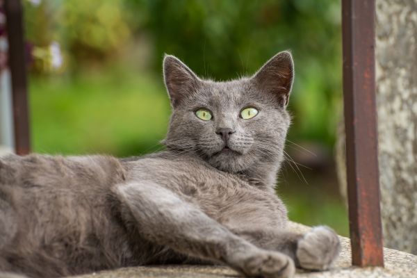 Russian Blue Cat lies by the window