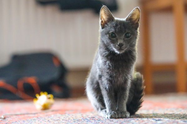 Russian Blue kitten sits next to a toy