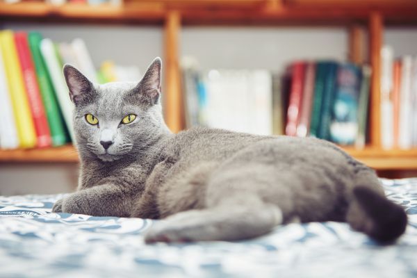Russian blue cat lying on a sofa with a bookshelf in the background