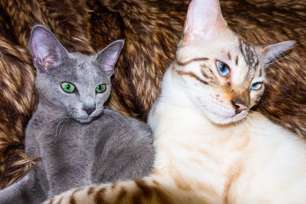 Russian blue cat and bengal cat