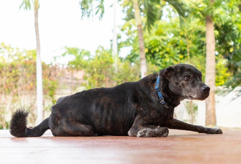 Senior dark coated dog lying on a tiled floor, enjoying a moment of rest outdoors on a sunny day, showing signs of age and disability, possibly recovering from injury or illness