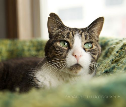 Sarah Beth Pet Photography Joy Sessions Cat