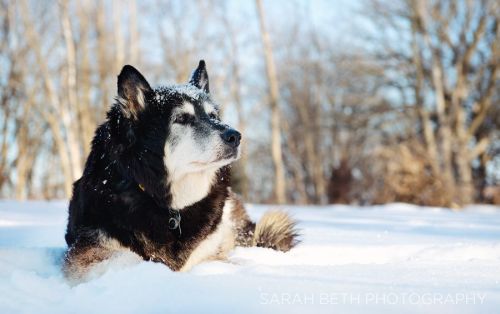 Sarah Beth Pet Photography Joy Sessions Snow Dog